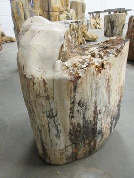 Fossiles Holz C10