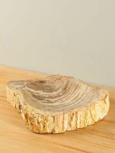 Plateau Fossiles Holz F-2