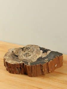 Plateau Fossiles Holz F-3