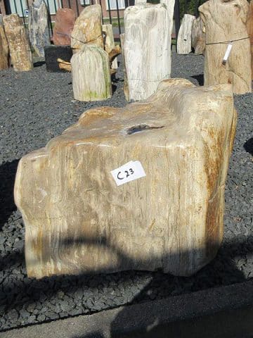 versteinertes Holz C23