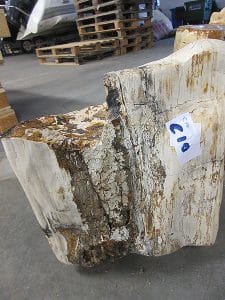 Fossiles Holz C10