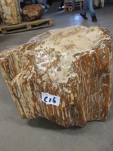 Fossiles Holz C16