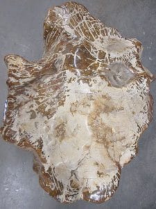 Fossiles Holz C16