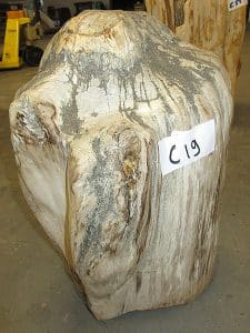 versteinertes Holz C19