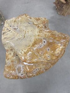 versteinertes Holz C40