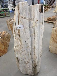 Fossiles Holz C57