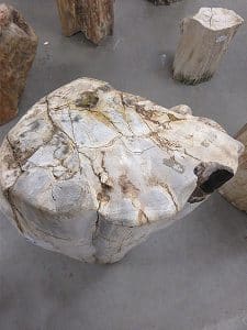 Fossiles Holz C57