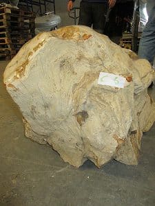 Fossiles Holz C6