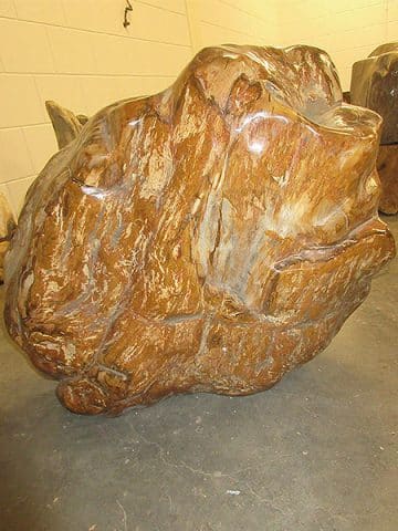 versteinertes Holz C9