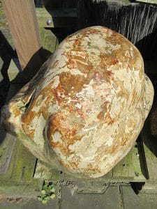 versteinertes Holz C2