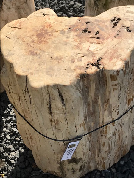 Versteend hout C21