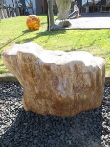 versteinertes Holz C23