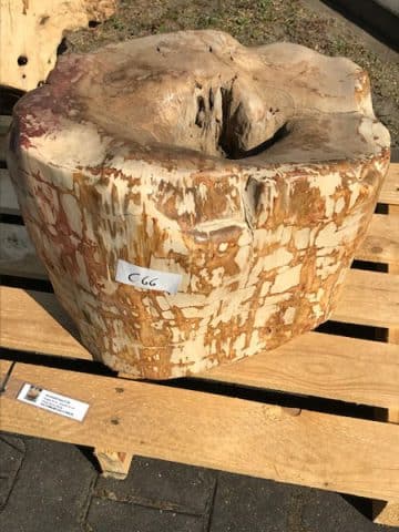 versteinertes Holz C66