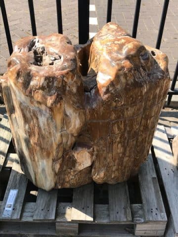 versteinertes Holz C68