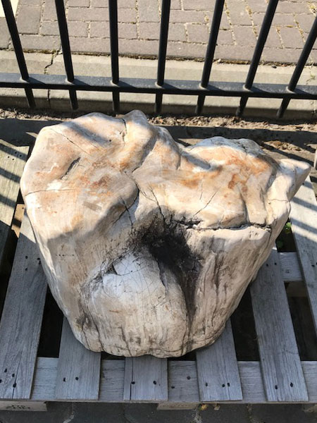 Versteend hout C78