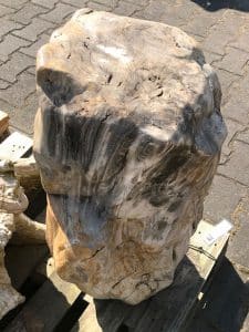 Fossiles Holz C82