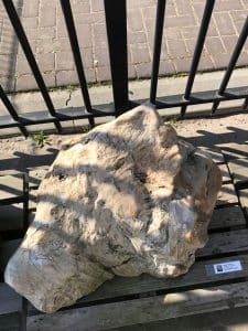 versteinertes Holz C85