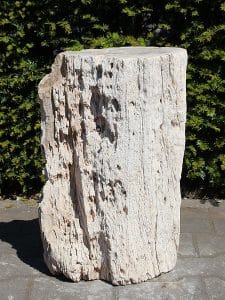 fossil Holz MU-11