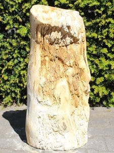 fossil Holz PU-11