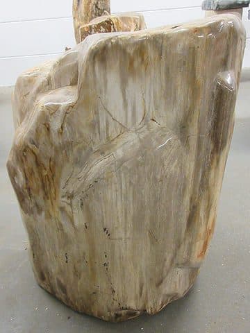 Fossiles Holz C24