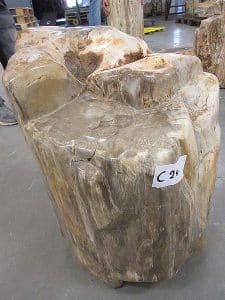 Fossiles Holz C24