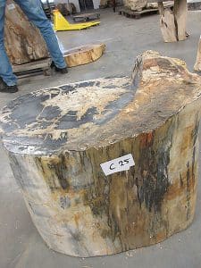 versteinertes Holz C25