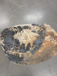 versteinertes Holz C25
