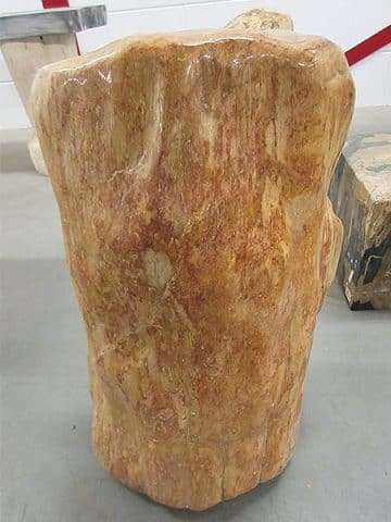 versteinertes Holz C35