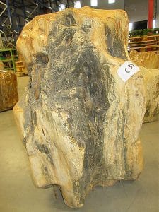 versteinertes Holz C35