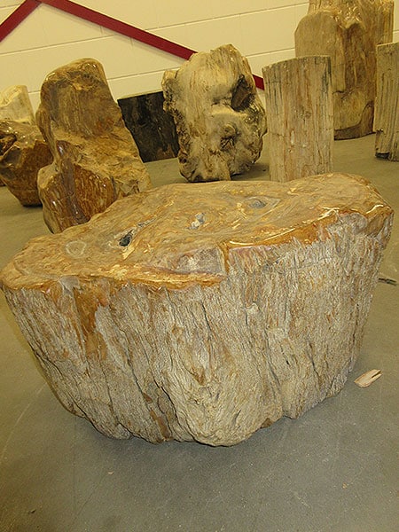 Versteend hout C42