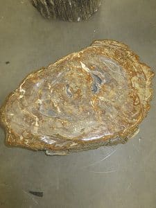 versteinertes Holz C42