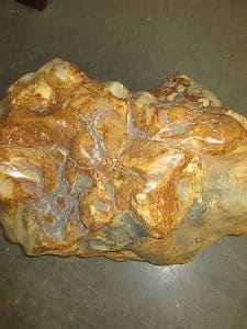 versteinertes Holz C5