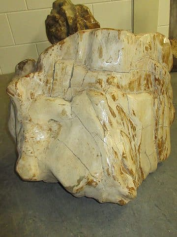 versteinertes Holz C7