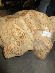 versteinertes Holz C7