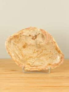Plateau Fossiles Holz F-19