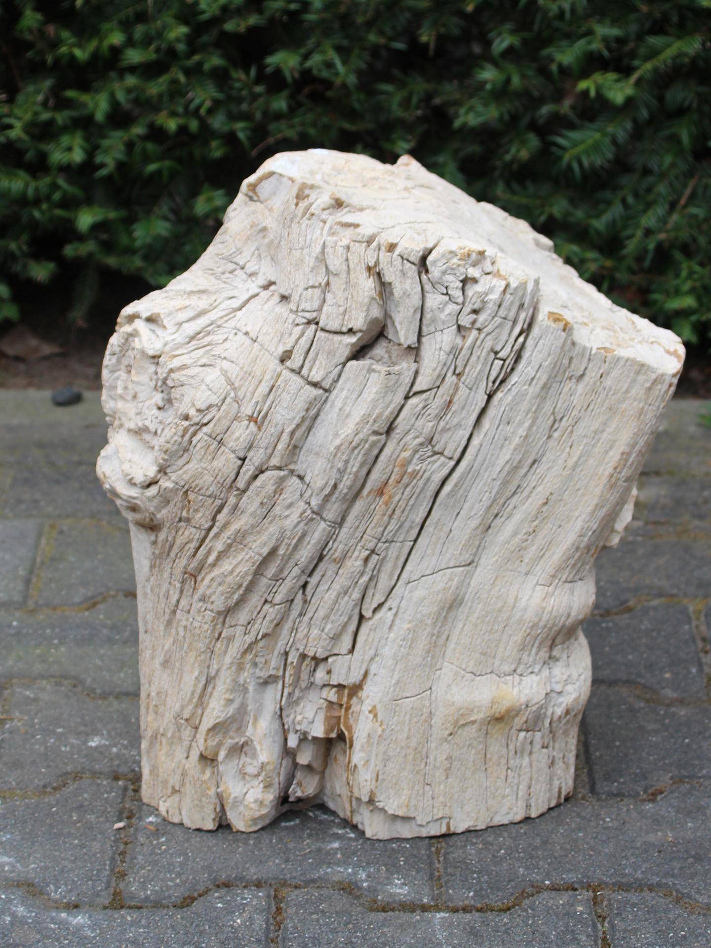 Versteend hout MA-06, 40 cm