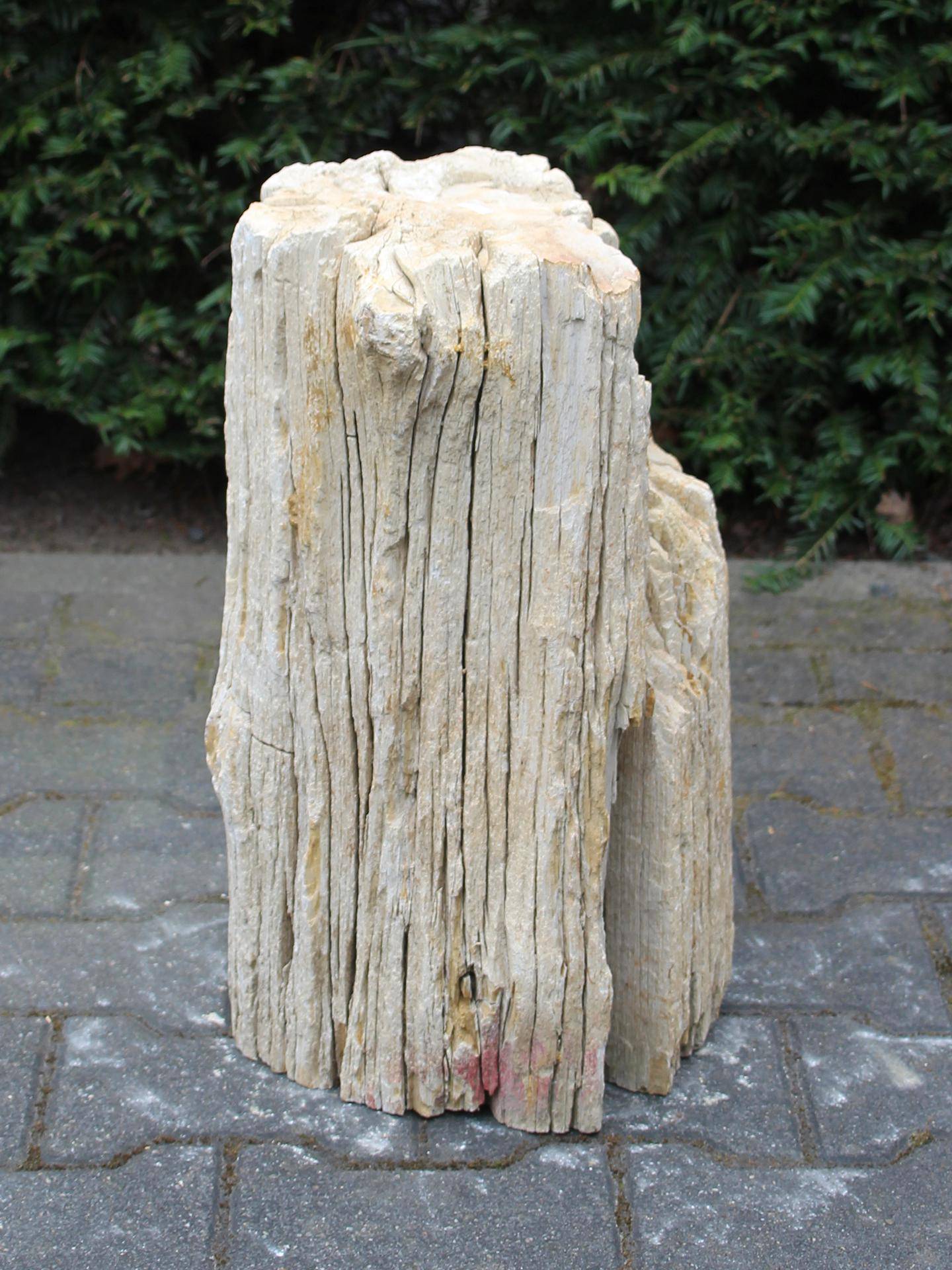 Versteend hout MA-21, 49 cm