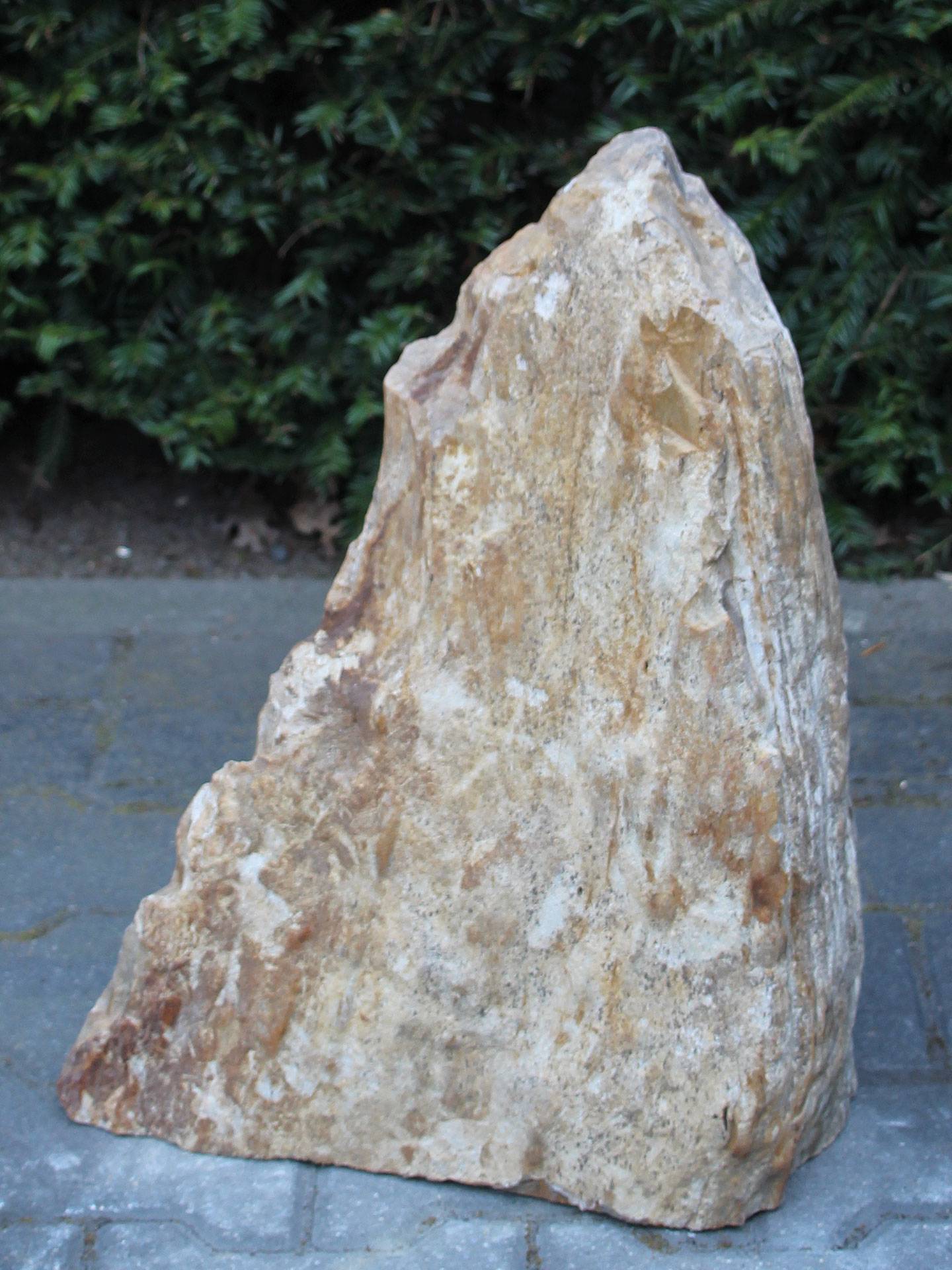 Versteend hout MA-04, 50 cm