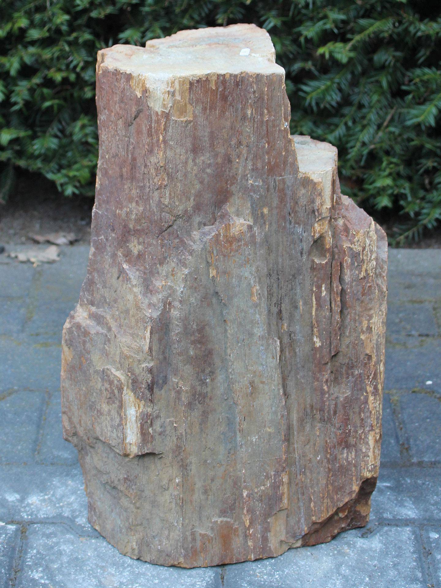 Versteend hout MA-13, 50 cm