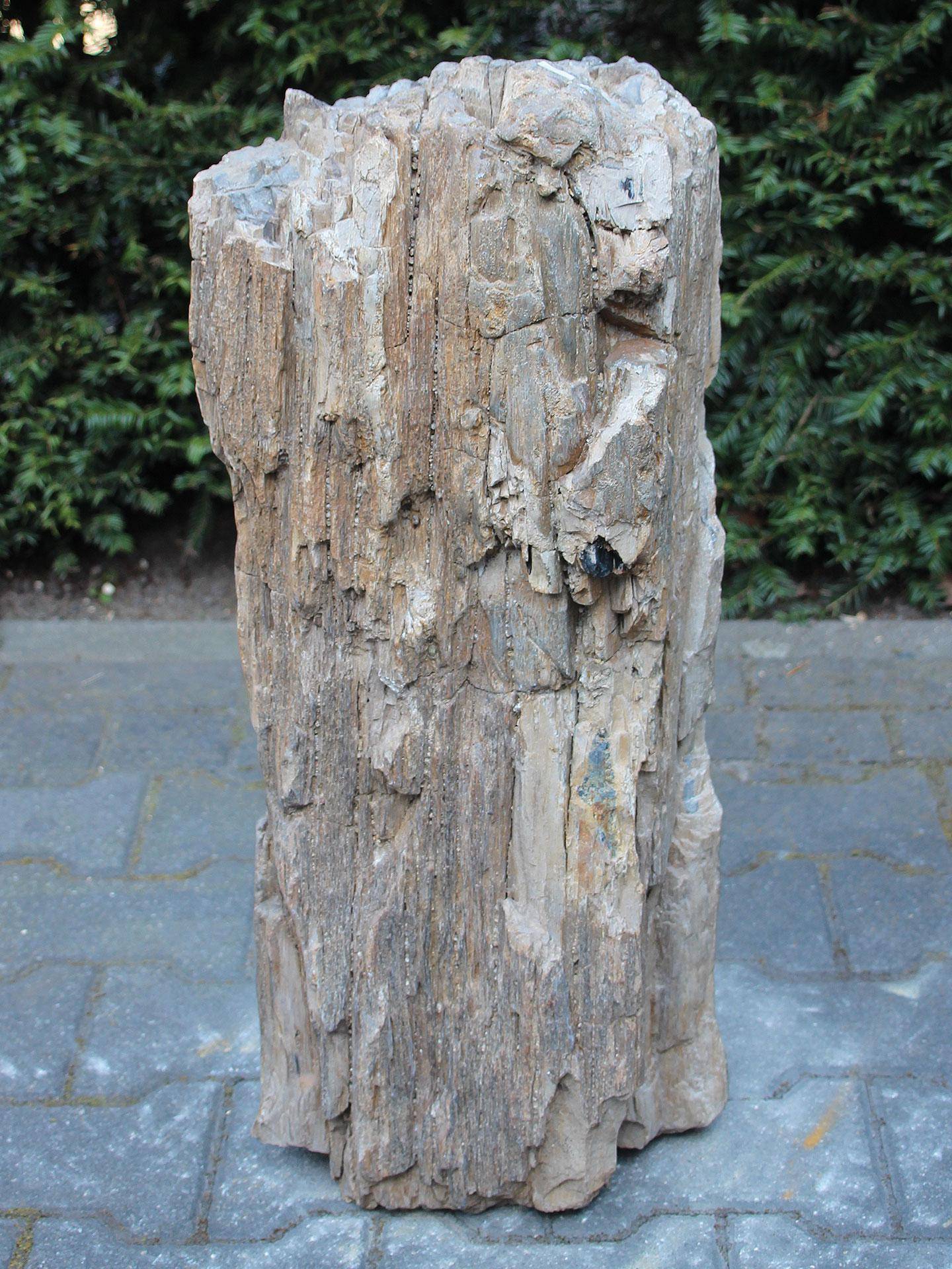 Versteend hout MA-17, 67 cm