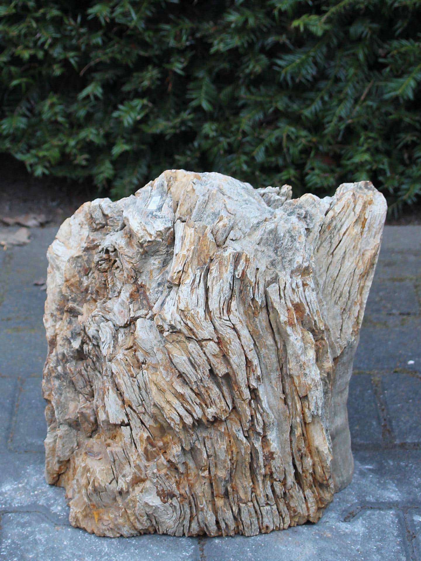 Versteend hout MA-19, 35 cm