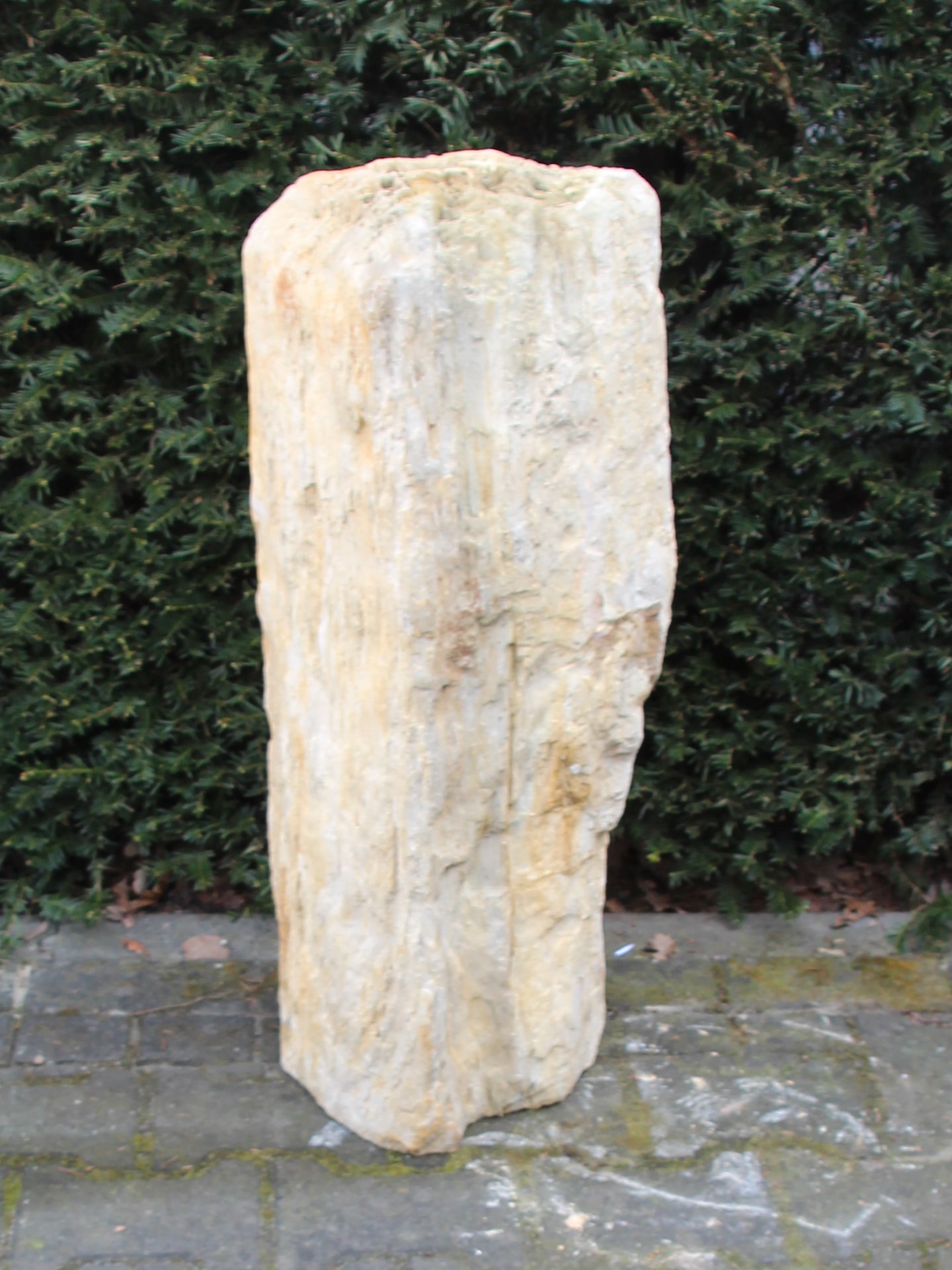 Fossiel Hout MA23-4, 77 cm