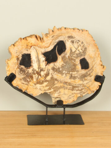 Schijf fossiel hout op standaard nr. 10