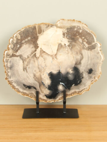 Schijf fossiel hout op standaard nr. 29