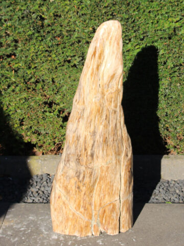 Versteend hout 250315, 70 cm