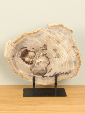 Schijf versteend hout op standaard nr. 13