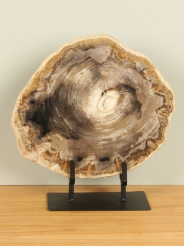 Schijf versteend hout op standaard nr. 19