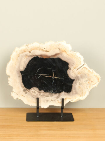 Schijf versteend hout op standaard nr. 23