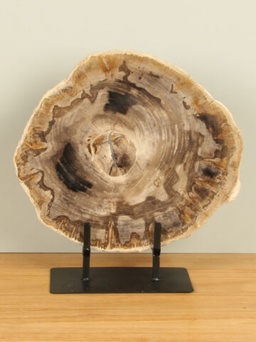 Schijf versteend hout op standaard nr. 25