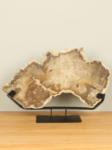 Schijf fossiel hout op standaard nr. 04